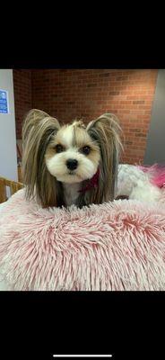 La Vie Pet Salon & Day Care