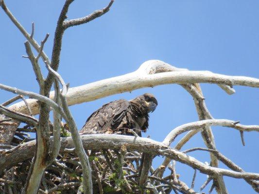 Grasshopper Flat Campground