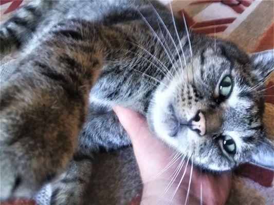 Thank you Dr. Wilcox for keeping my big guy healthy!!!