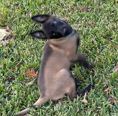 Xena Warrior Princess @ 10 wks.