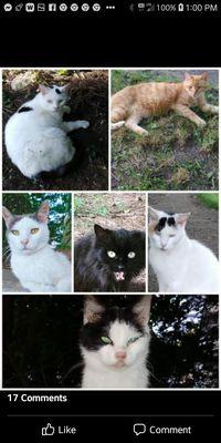 My cats that were stolen and killed by Gary Van Brocklin and the Village of Sebring.