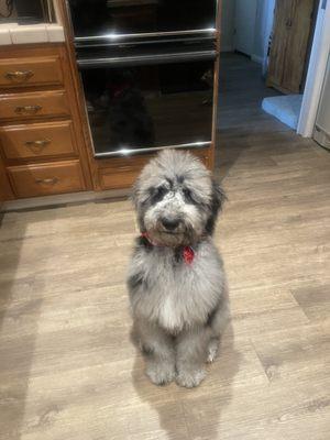 Thank you Jess for Bears first hair cut. He looks great