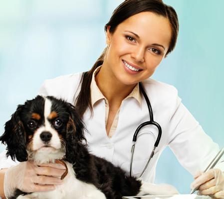 Flea Medications Glendale, WI
