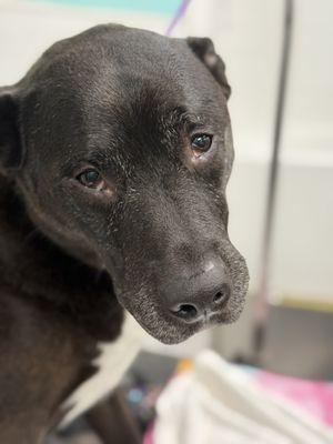 Blue Ribbon Pet Salon