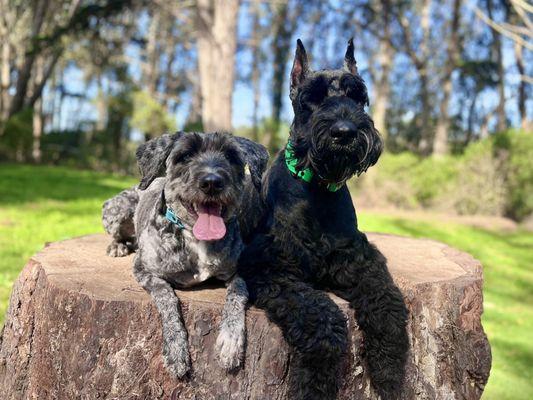 Off-leash at Golden Gate Park