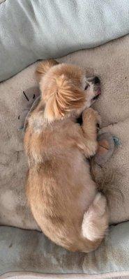 Pet Townsend Veterinary Clinic