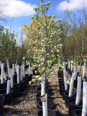 Eden's Green Nursery & Landscape