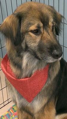 Best Paw Forward Professional Pet Grooming