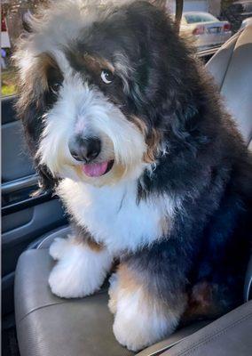 Dogwood Grooming Spa