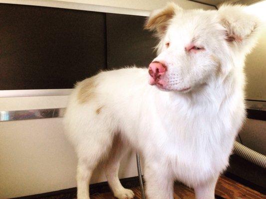 Fancy Paws Mobile Pet Grooming