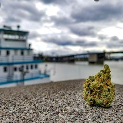 Cannabis Nation-Oregon City