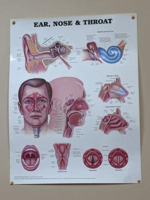 Ear nose throat experts