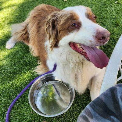 Clyde. Behavior Modification Private Lesson Program.