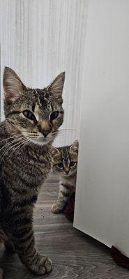 Willow and her kitten Charli Brown