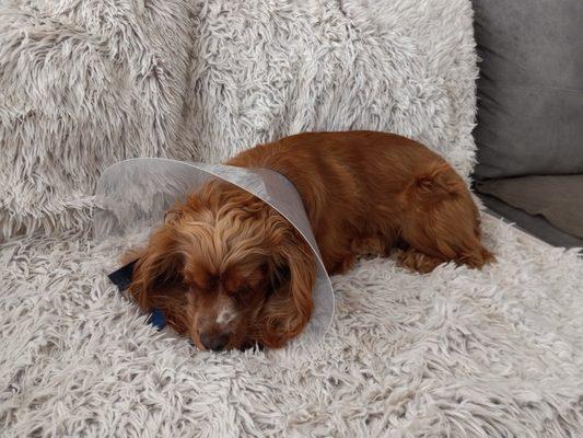 Canton Animal Hospital