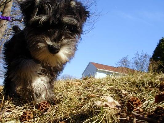 Lap of Luxury Pet & Home Care