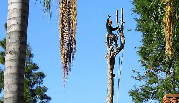 Cortez Landscaping & Tree Service