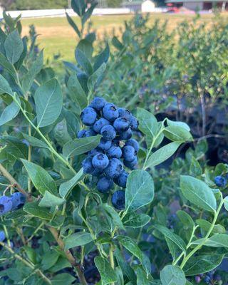 Patterson Creek Farm