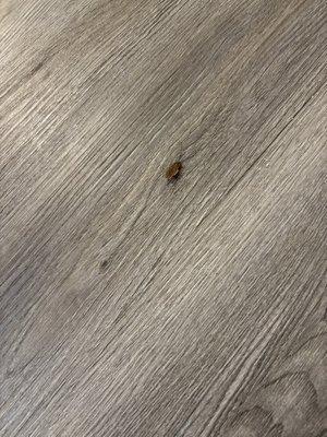 The cockroach I killed in the kitchen.