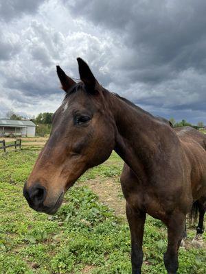 Bristol Equestrian Center