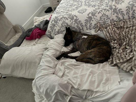 Aspen at home recovering from leg amputation surgery. Dr. Landry asking everyday how she is.