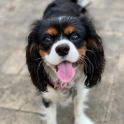 Cambria Veterinary Clinic