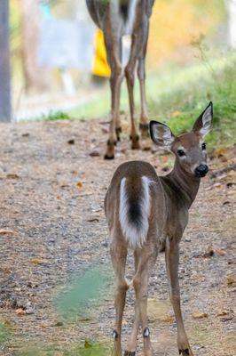 Rangeley Lake State Park