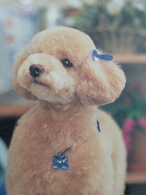 Woofies mobile grooming