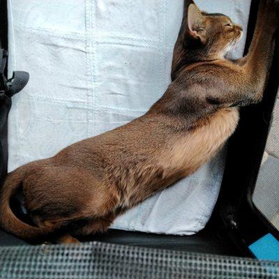 Halifax Veterinary Center