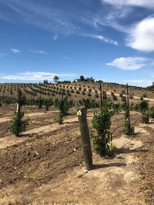 Petrae Vineyard, San Miguel, Paso Robles wine region.