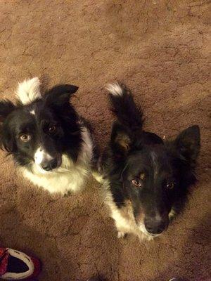 Orchard Animal Hospital