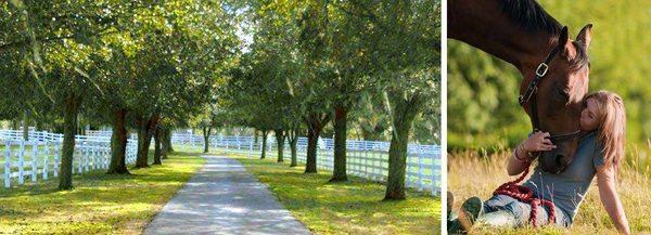 Including horses in the recovery process is known to enhance the results. There are often limits to how much can be learned, ...