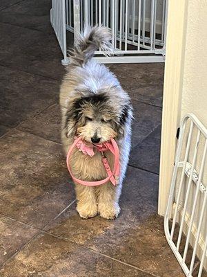 Scottsdale Pet Salon