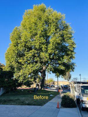 New Generation TreeScape