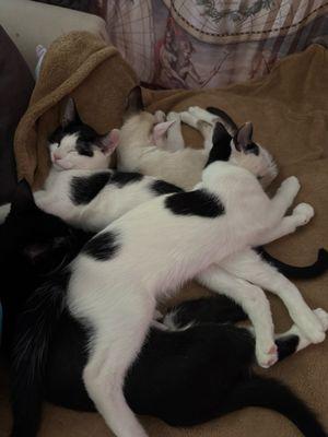 Willamette Animal Guild