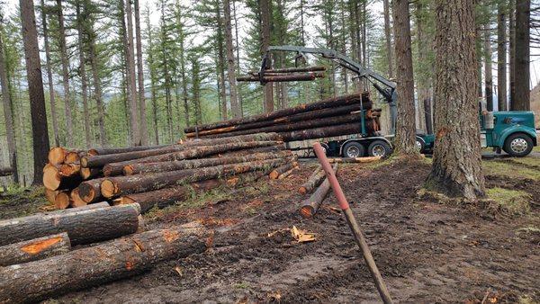 Load of logs leaving for the Mill