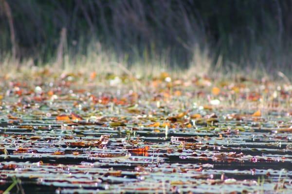 Taken from the row boat out on the lake. I was told this is Lake Wilson but not sure.