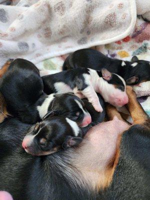 Washoe County Regional Animal Services