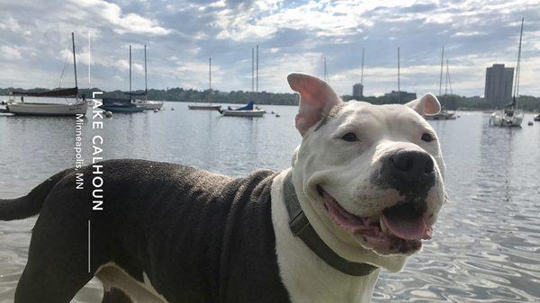 Bella Premier Dog Walking Services