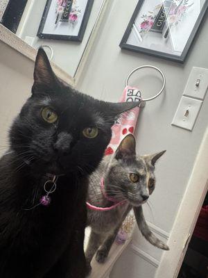 Centerville Road Animal Clinic