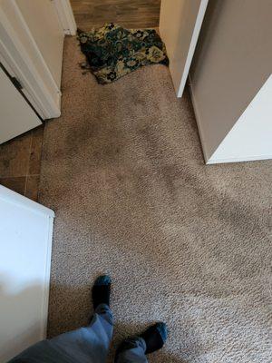 Sigala's Carpet Cleaning