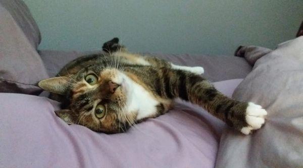 Peaceful Pet Passage