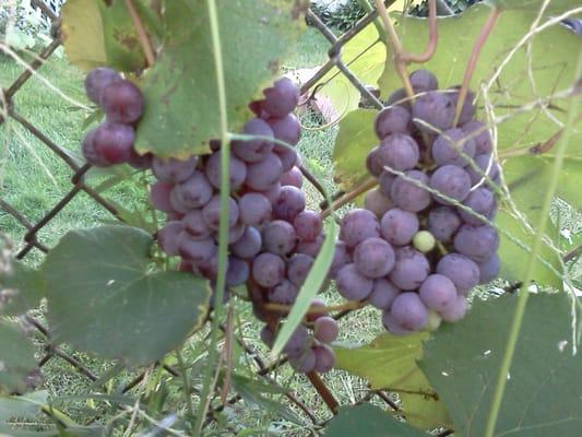 Michael Murray & Tsoysli