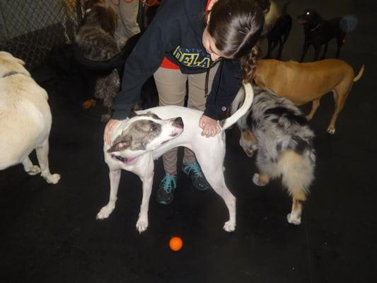 Playtime Doggie Daycare & Pet Salon