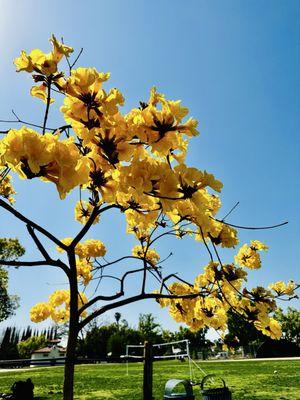 Vibrant yellow trumpet-shaped blooms before the tree's leaves appear in the spring