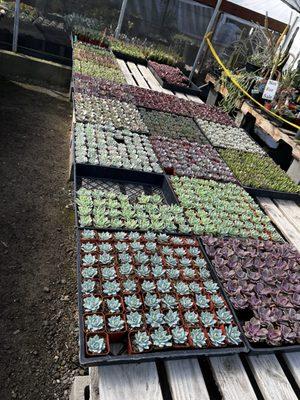 Star Succulent Nursery
