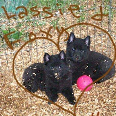 Schipperke pups love to be groomed!