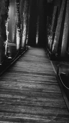 A Forest For The Trees