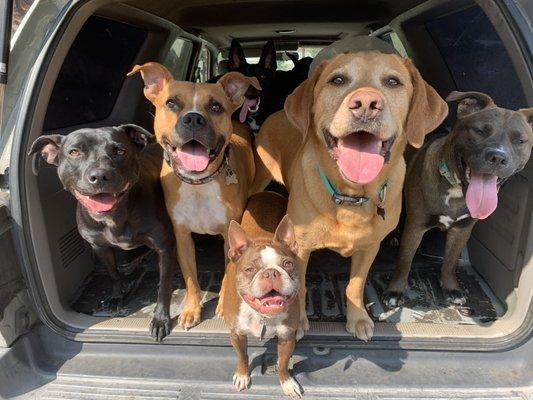 Red Rover Adventures In Pet Care