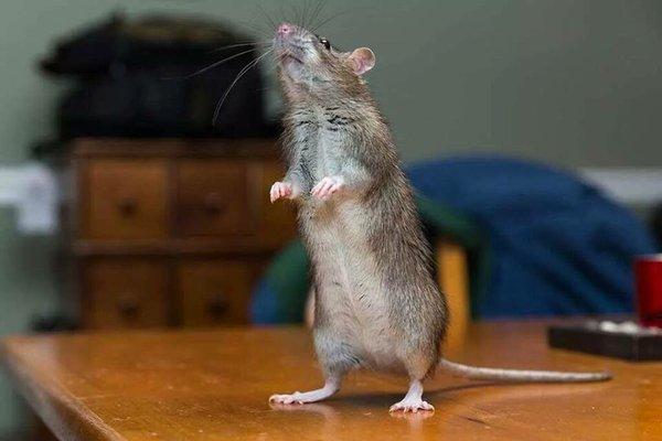 Hallspaws Pet Sitting